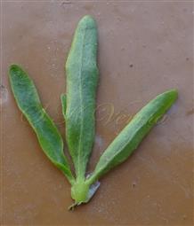 Upper Cauline Leaf (Abaxial surface)